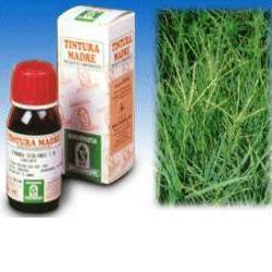 GRAMIGNA 37 50ML TM - Metafarm