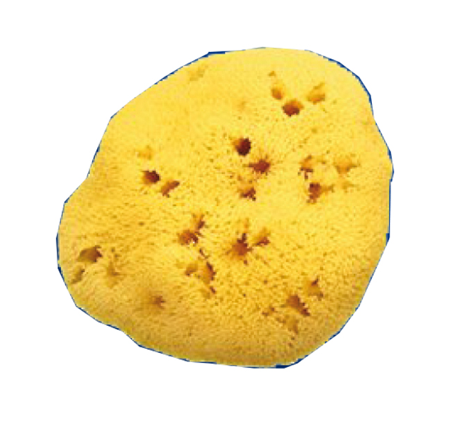 SPUGNA NATURALE FORI L 11/12CM 8 - Metafarm