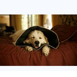 COMFY CONE COLLARE ELISABETTIANO INNOVATIVO XL DIAMETRO 30 CM - Metafarm