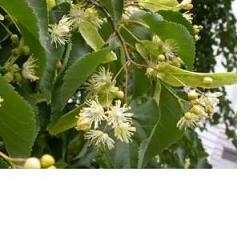 EIE TIGLIO 30 ML GOCCE - Metafarm