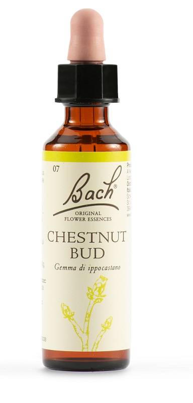 CHESTNUT BUD BACH ORIG 20 ML - Metafarm